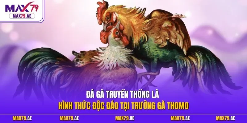 Đá gà truyền thống là hình thức độc đáo tại trường gà Thomo
