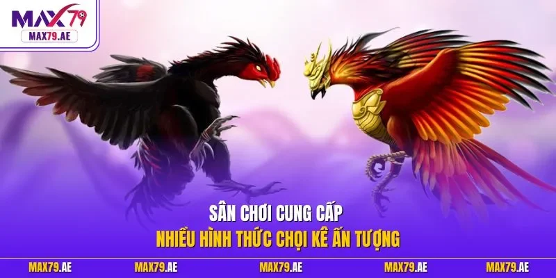 Sân chơi cung cấp nhiều hình thức chọi kê ấn tượng