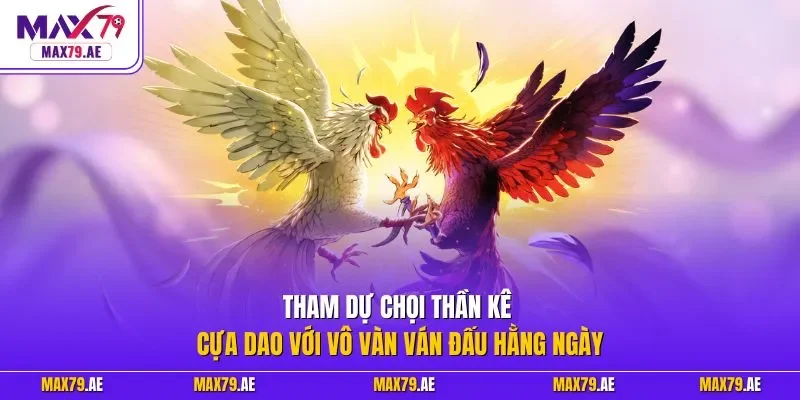 Tham dự chọi thần kê cựa dao với vô vàn ván đấu hằng ngày