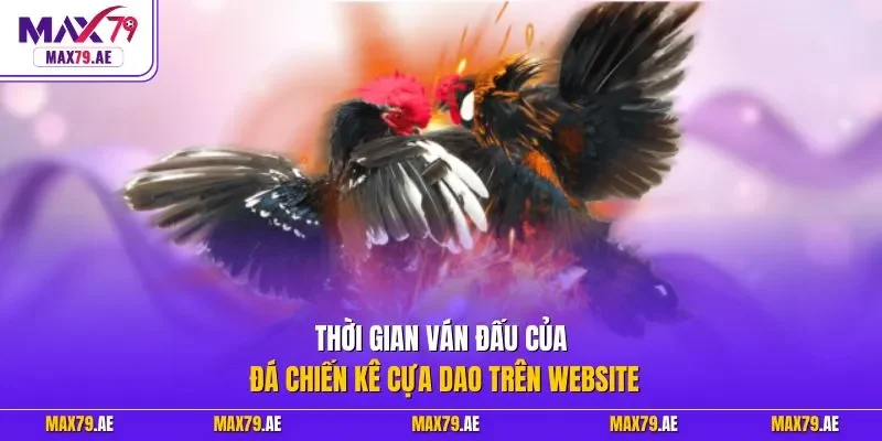 Thời gian ván đấu của đá chiến kê cựa dao trên website